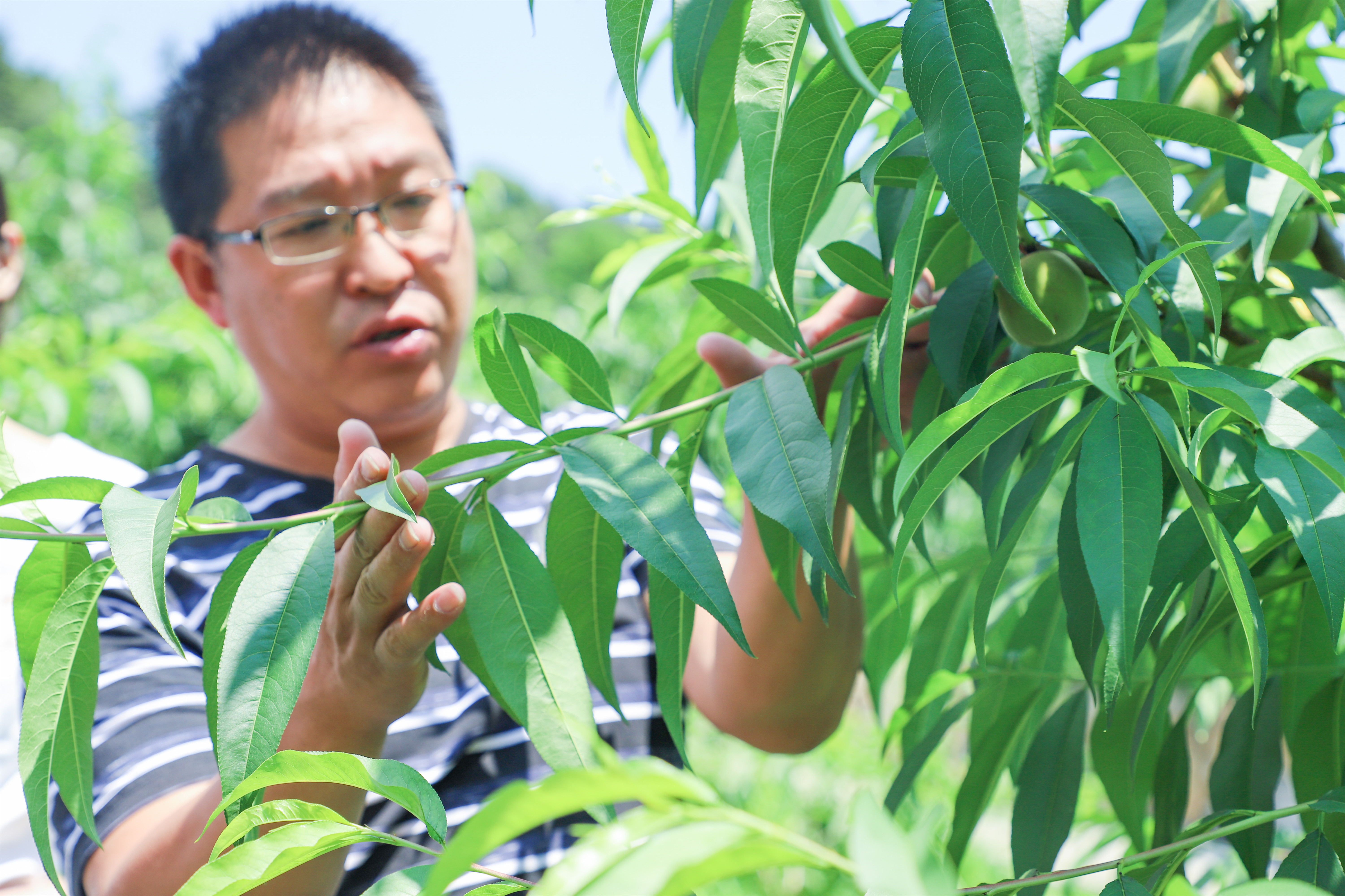 天时,地利,人和,一个深山网红桃的"修成"